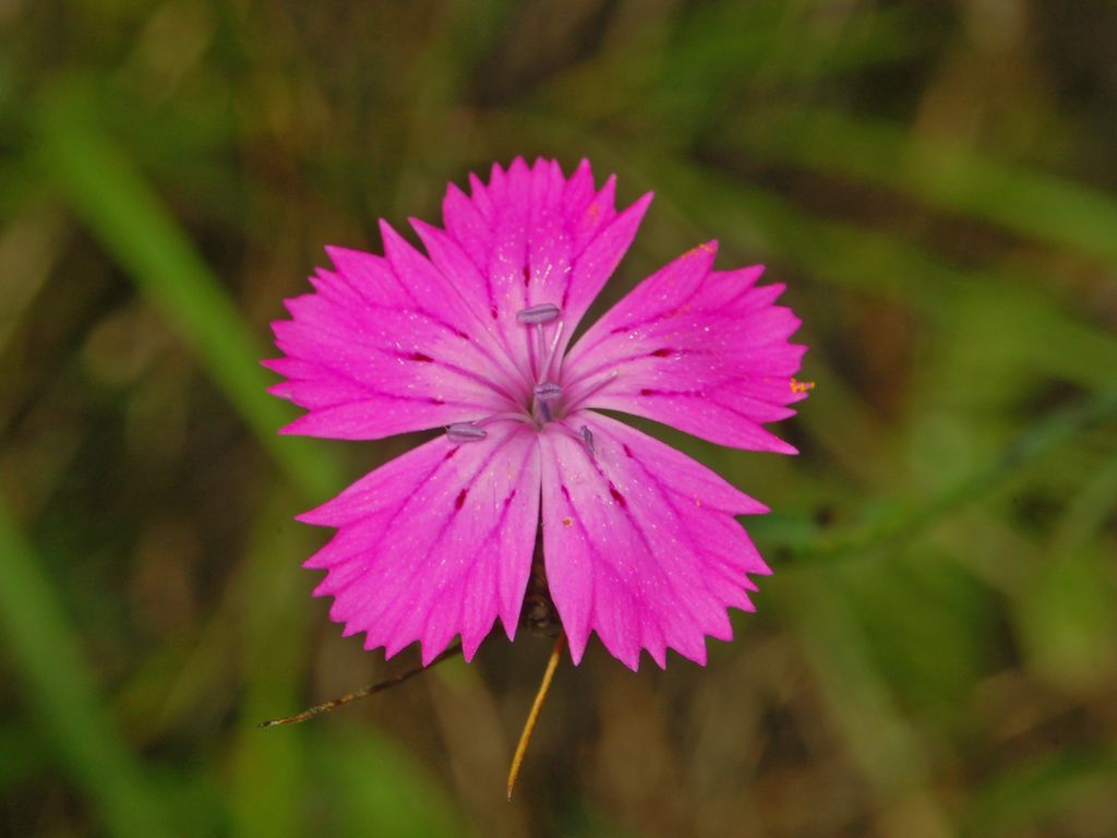 Dianthus balbisii / Garofano di Balbis